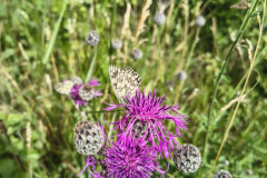 butterflys2