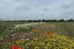 flower-field-1