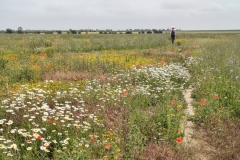 flower-field-2