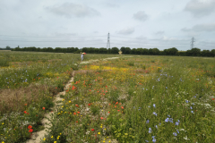 flower-field