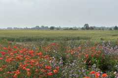 poppies-field