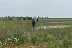 walking-through-feild