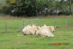 cows