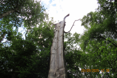 old-tree