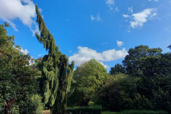 Trees