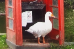 Gertie the goose