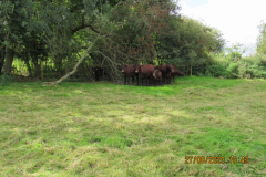 Cows