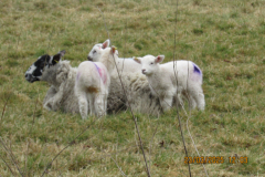 Lambs
