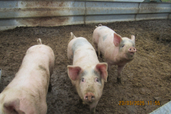 Pigs