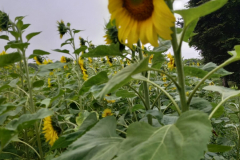 20210725_114022-scaled