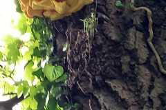 20210516_103637-scaled