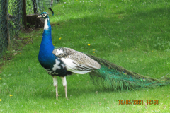 IMG_3827
