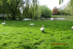 More-swans