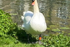 Swan-by-the-river