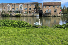 Swan
