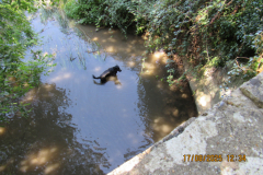 dog-in-th-river