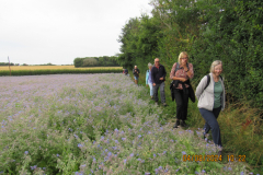 Walking-past-Borage-field