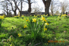 Daffodills