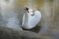 Swan