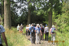 into-the-woods