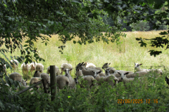 sheep