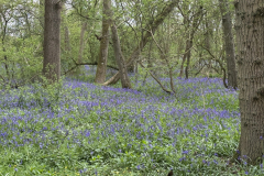Bluebells-in-the-woods