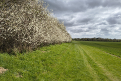 Spring-blossom