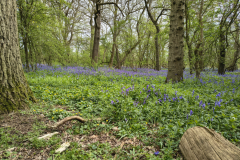 Woodland-bluebells