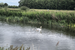 Swans
