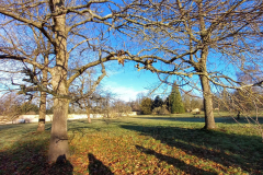 Wandelbury Tree Walk