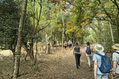 Through-woodland