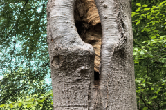 Wasp-nest