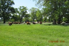 cows-in-a-field