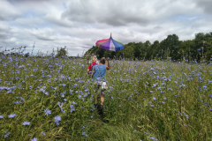 Chickory-field