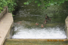 Ducks