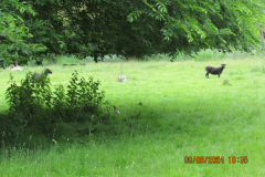 Sheep
