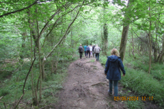 Through-the-woods