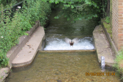 Weir