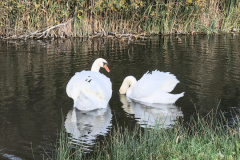 swans
