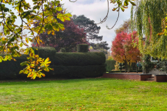 hedge