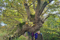 old-tree