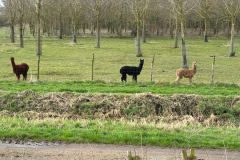 Alpacas