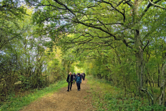 through-the-woods